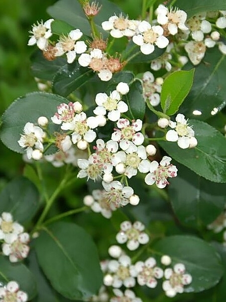 Image of Ilex verticillata
