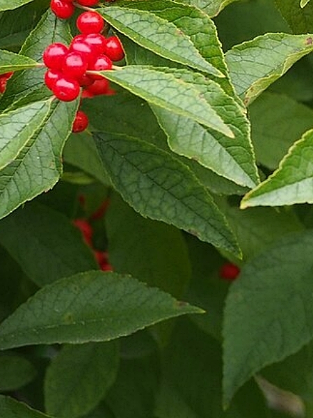 Image of Ilex verticillata