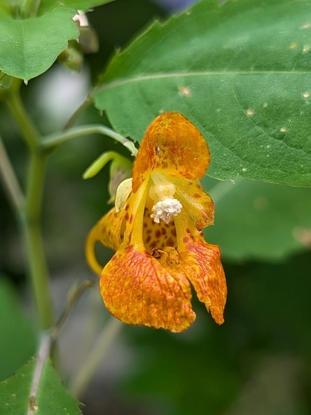 Image of Impatiens capensis