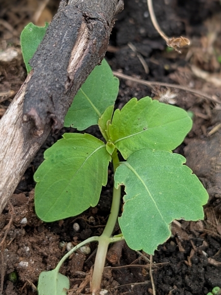 Image of Impatiens capensis