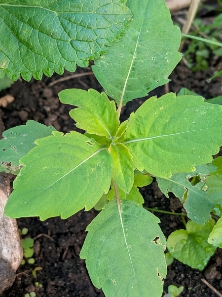 Image of Impatiens capensis
