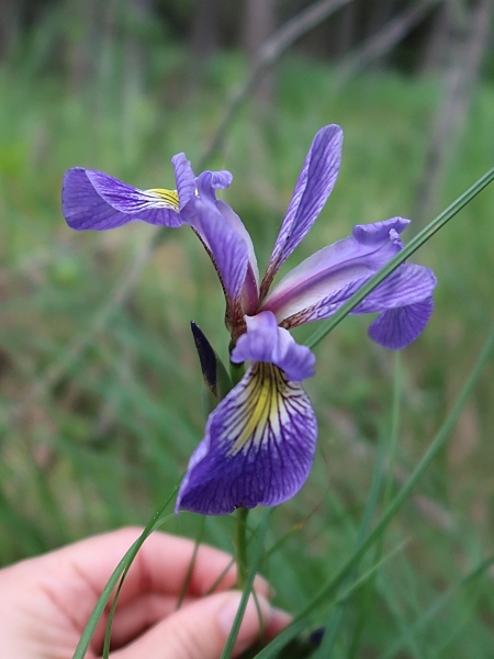 Image of Iris versicolor