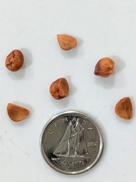 Image of Iris versicolor