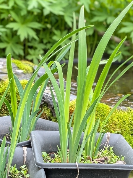 Image of Iris versicolor