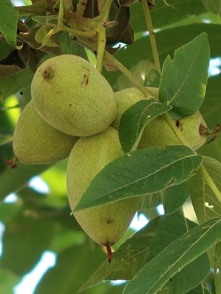 Image of Juglans nigra