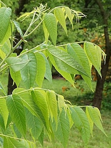 Image of Juglans nigra