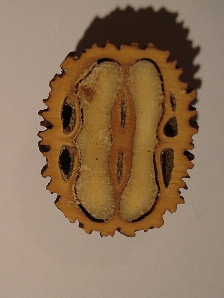Image of Juglans nigra