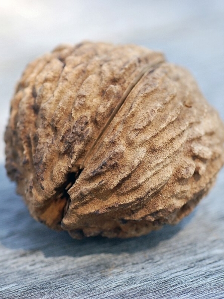 Image of Juglans nigra