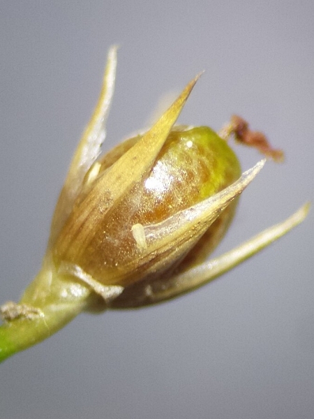 Image of Juncus tenuis