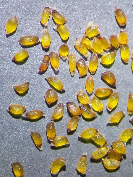 Image of Juncus tenuis