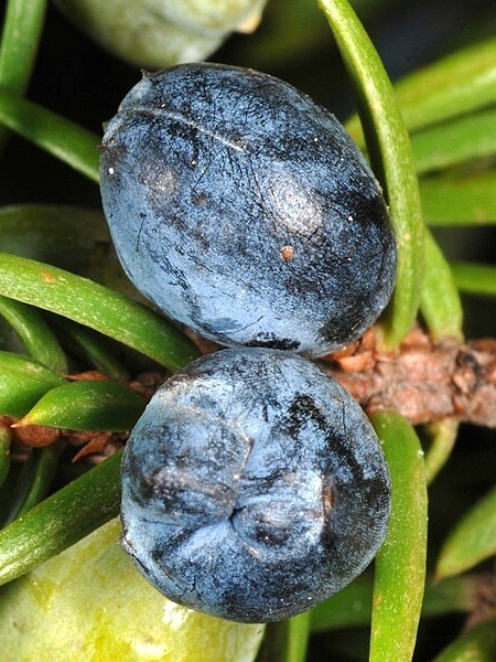Image of Juniperus communis var. depressa
