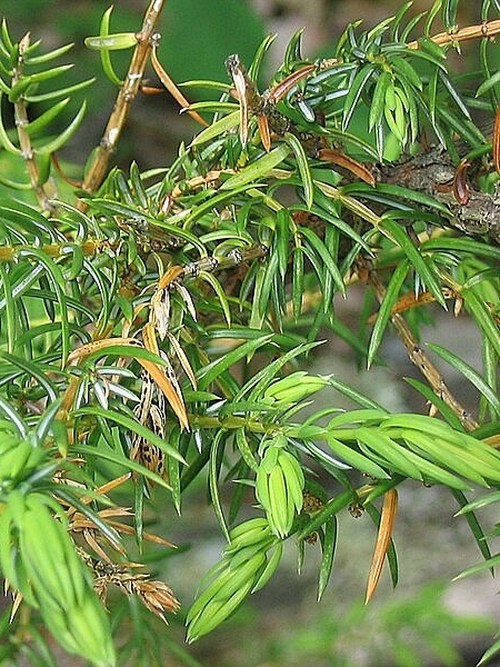 Image of Juniperus communis var. depressa