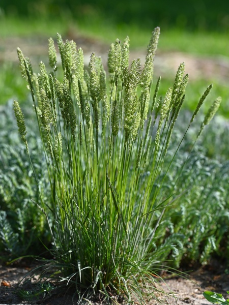 image for Koeleria macrantha