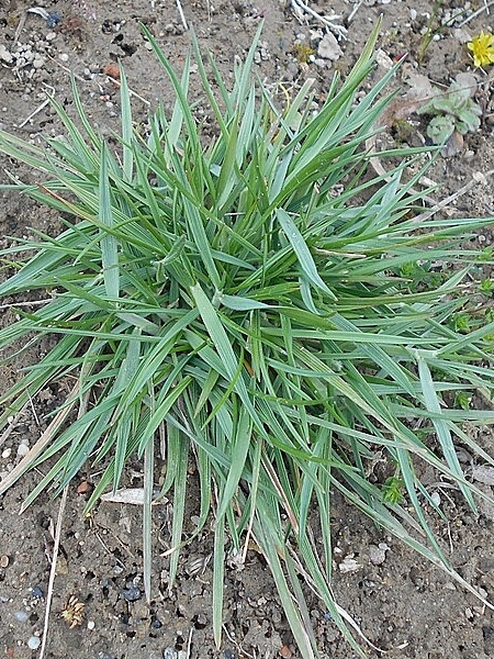 Image of Koeleria macrantha