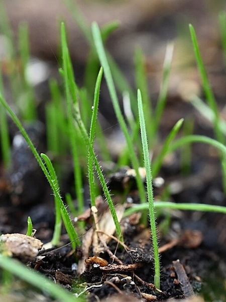 Image of Koeleria macrantha