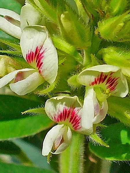 Image of Lespedeza capitata