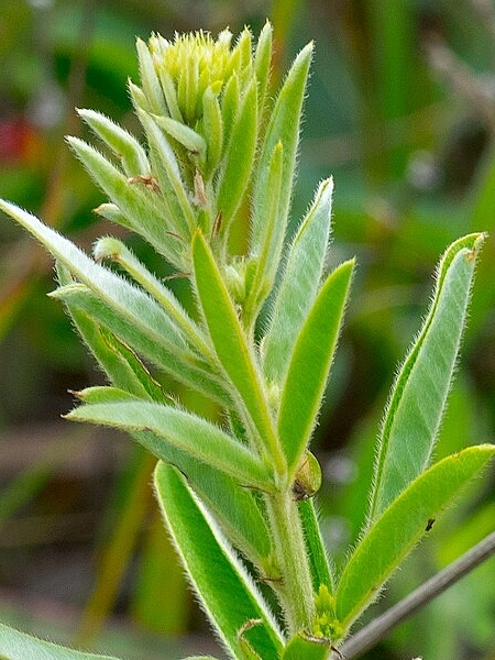 Image of Lespedeza capitata
