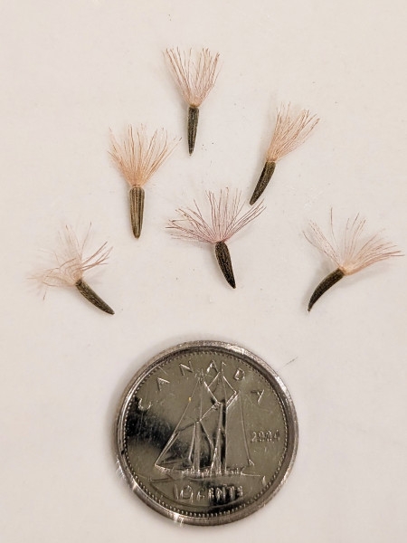 Image of Liatris aspera