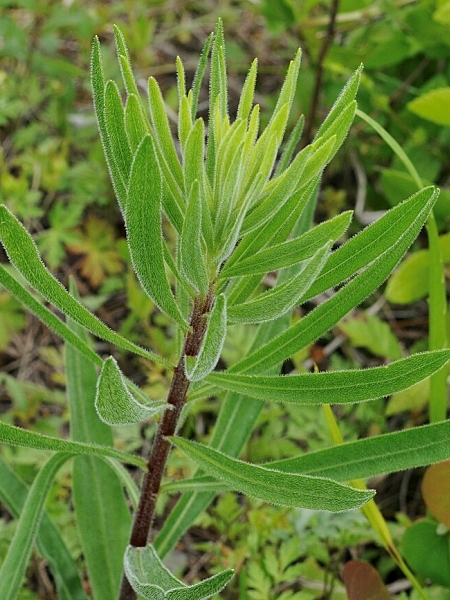 Image of Liatris aspera