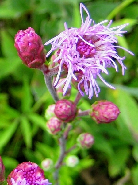 Image of Liatris aspera