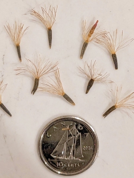 Image of Liatris cylindracea