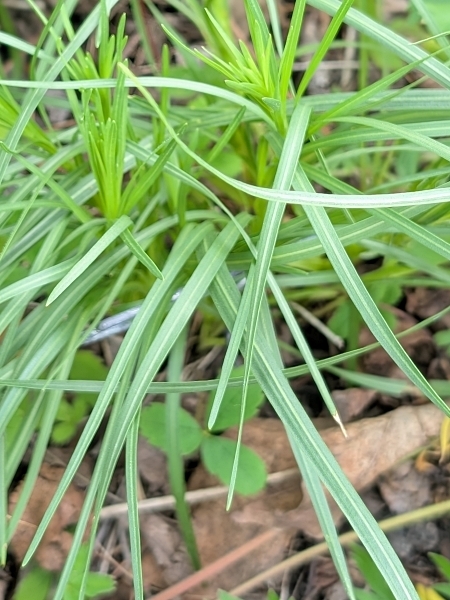 Image of Liatris cylindracea