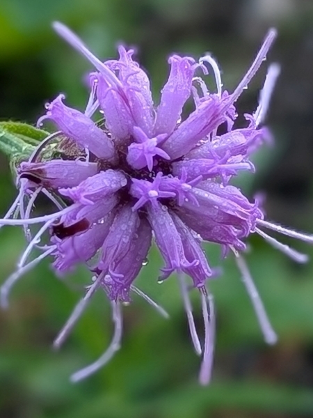 Image of Liatris cylindracea