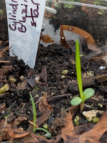 Image of Liatris cylindracea