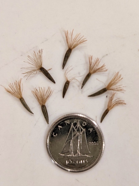 Image of Liatris spicata