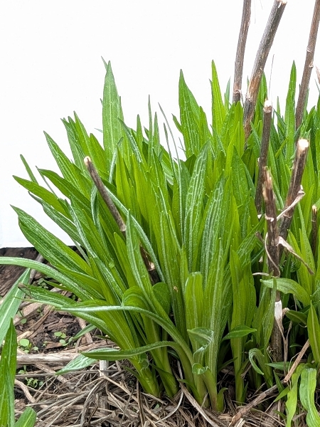 Image of Liatris spicata