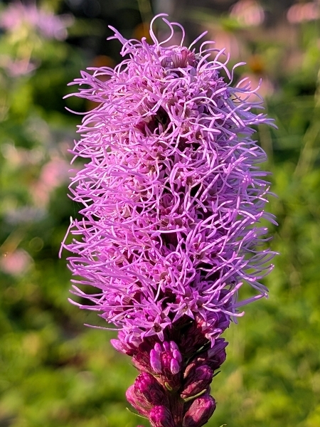 Image of Liatris spicata