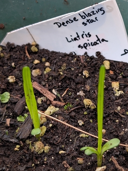 Image of Liatris spicata