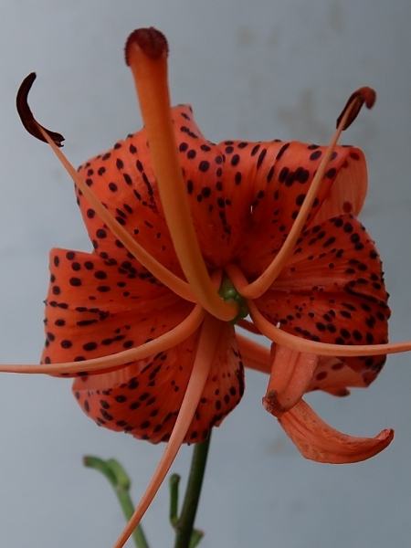 Image of Lilium michiganense