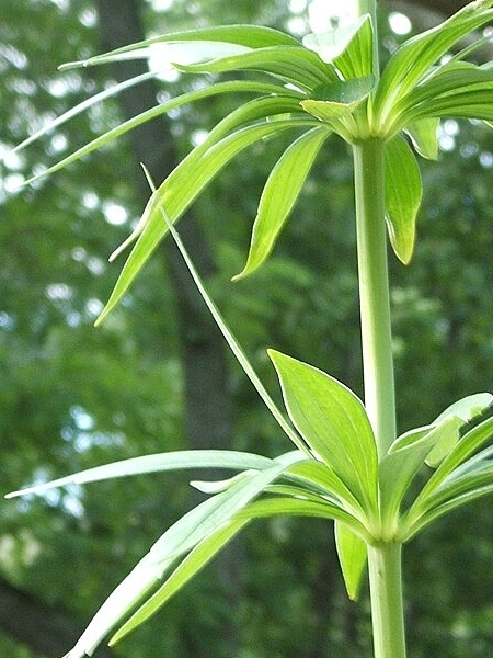 Image of Lilium michiganense