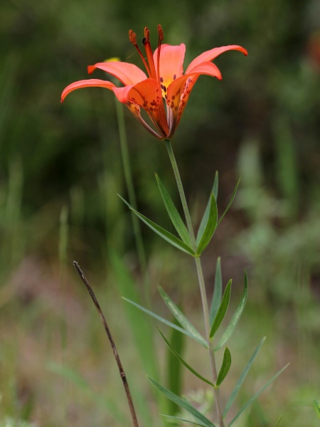 image for Lilium philadelphicum