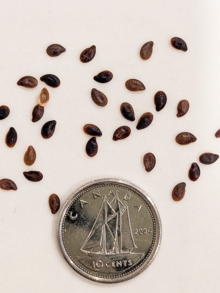 Image of Linum lewisii