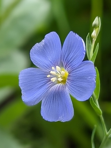Image of Linum lewisii