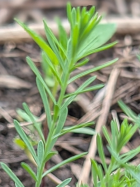 Image of Linum lewisii