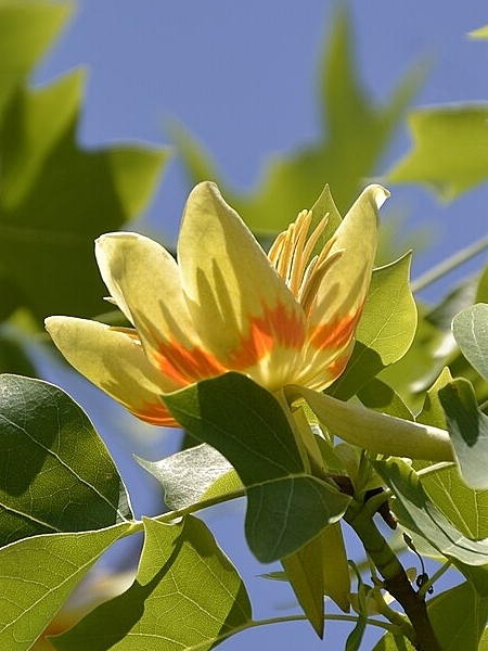 Image of Liriodendron tulipifera