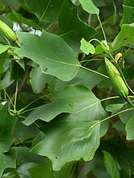 Image of Liriodendron tulipifera