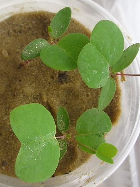 Image of Liriodendron tulipifera