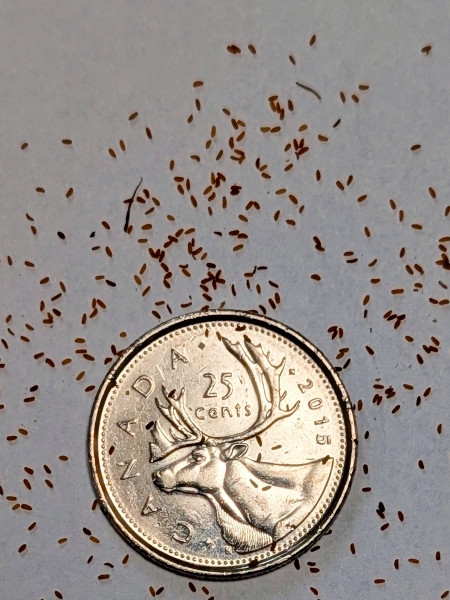 Image of Lobelia cardinalis