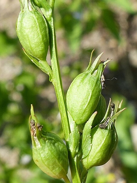 Image of Lobelia cardinalis