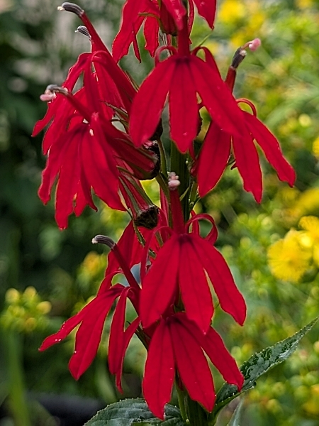 Image of Lobelia cardinalis