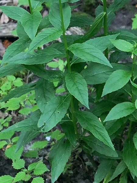 Image of Lobelia cardinalis