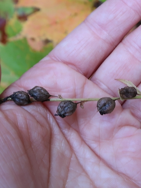 Image of Lobelia inflata