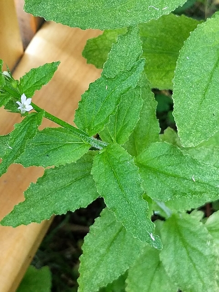 Image of Lobelia inflata