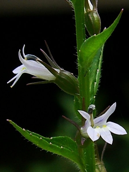 Image of Lobelia inflata
