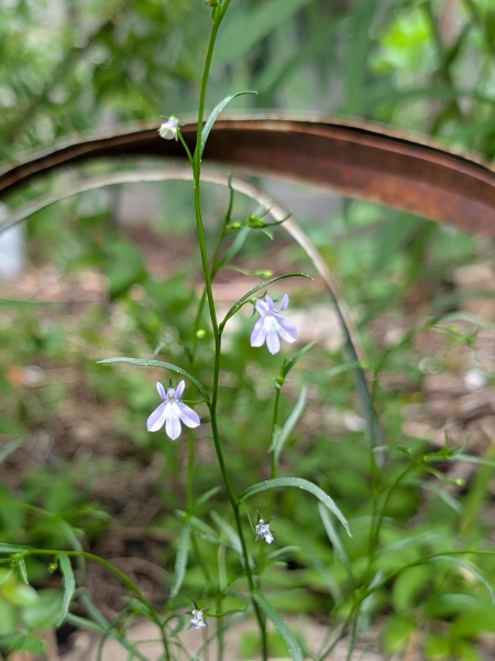 image for Lobelia kalmii