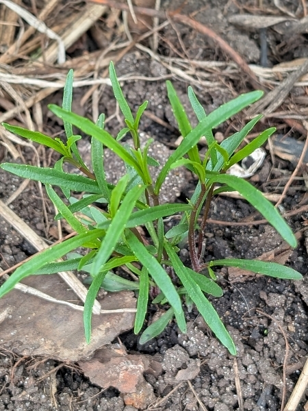 Image of Lobelia kalmii